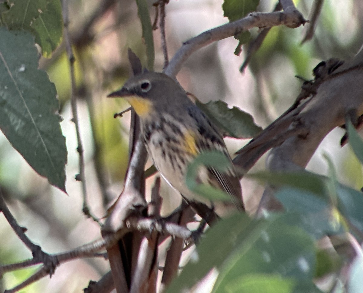 Yellow-rumped Warbler (Myrtle x Audubon's) - ML645177672