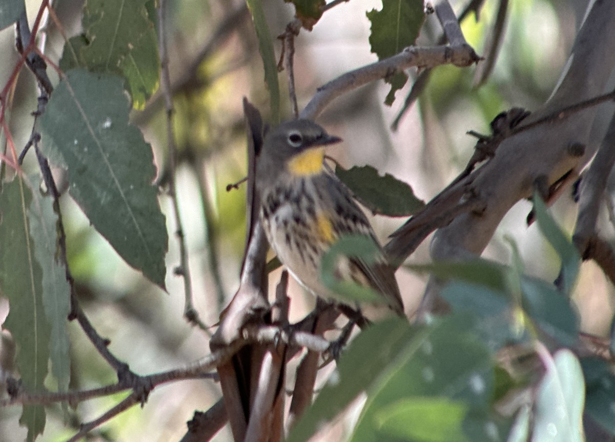 Yellow-rumped Warbler (Myrtle x Audubon's) - ML645177673