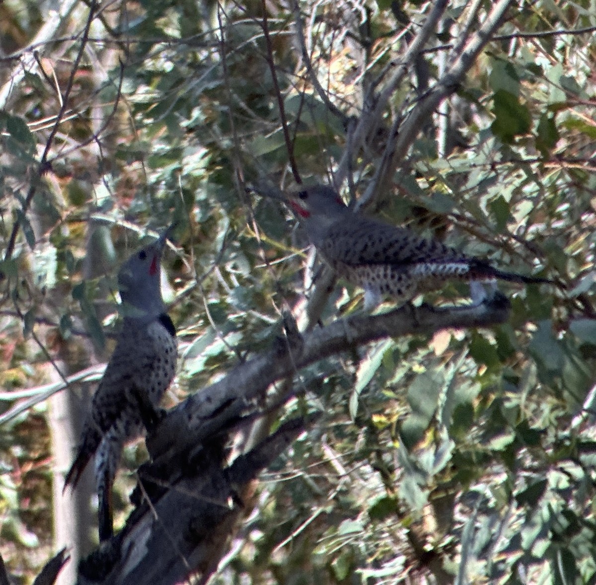 Northern Flicker (Yellow-shafted x Red-shafted) - ML645177686