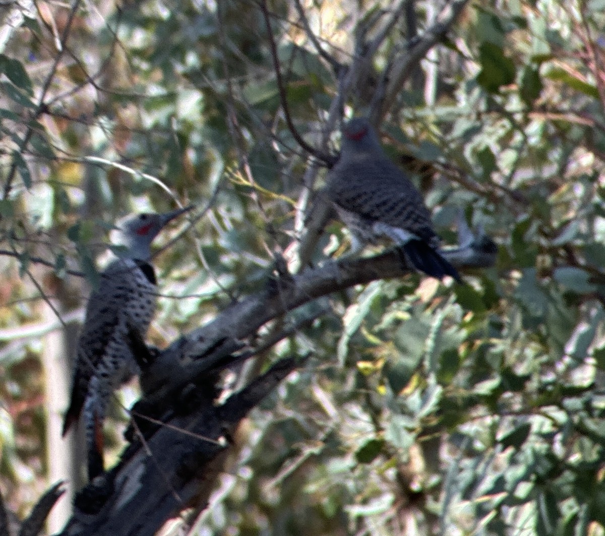 Northern Flicker (Yellow-shafted x Red-shafted) - ML645177687