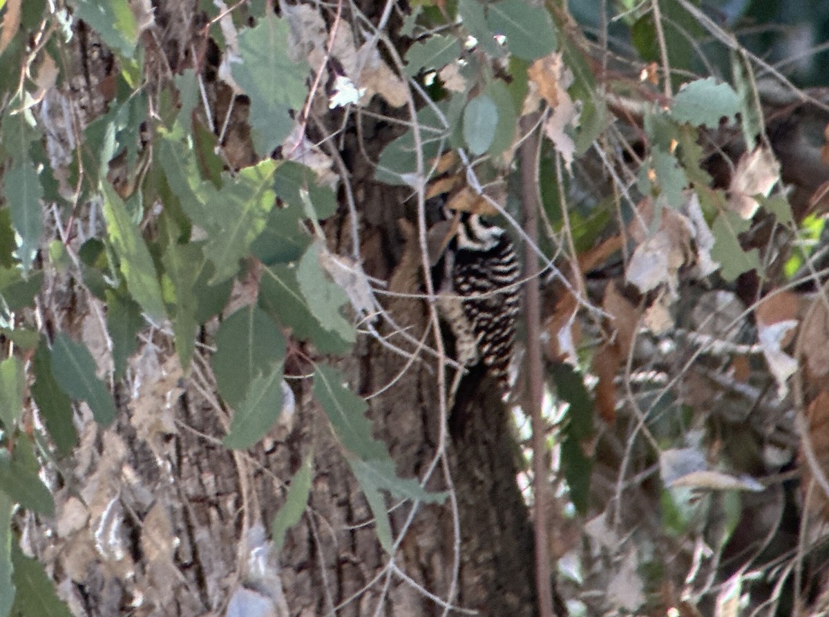 Nuttall's Woodpecker - ML645177698