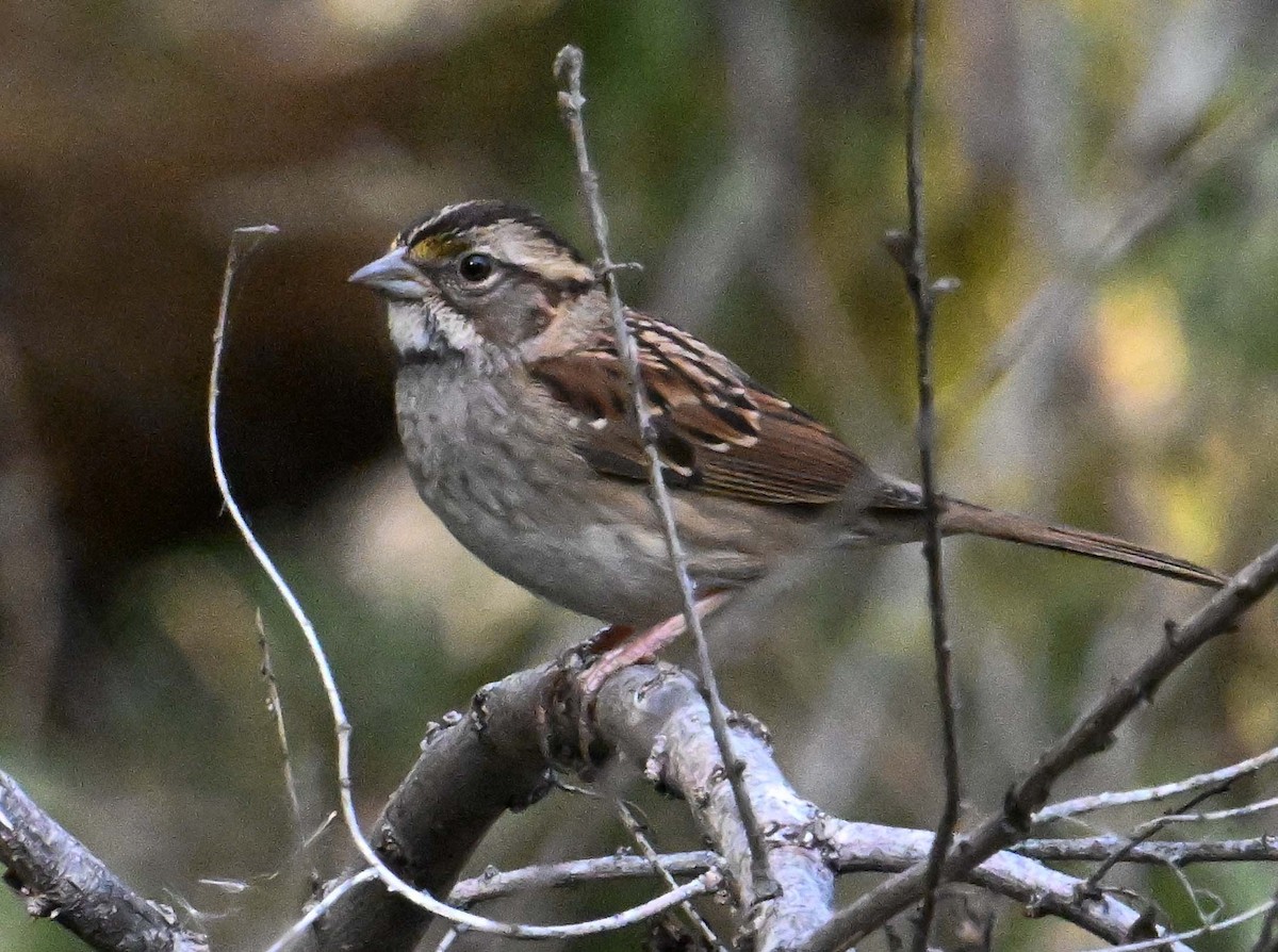 White-throated Sparrow - ML645177702