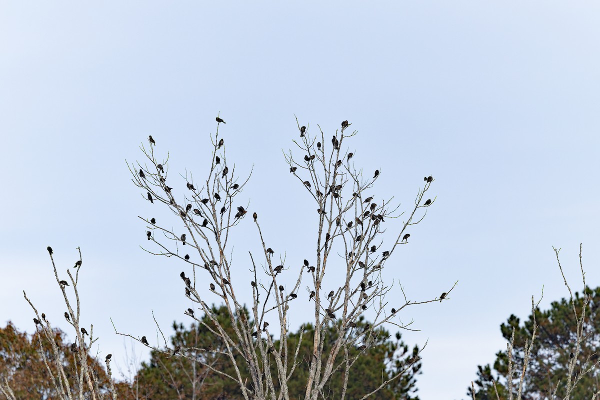 Red-winged Blackbird - ML645177704