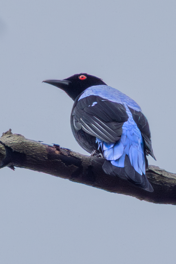 Asian Fairy-bluebird - ML645177708