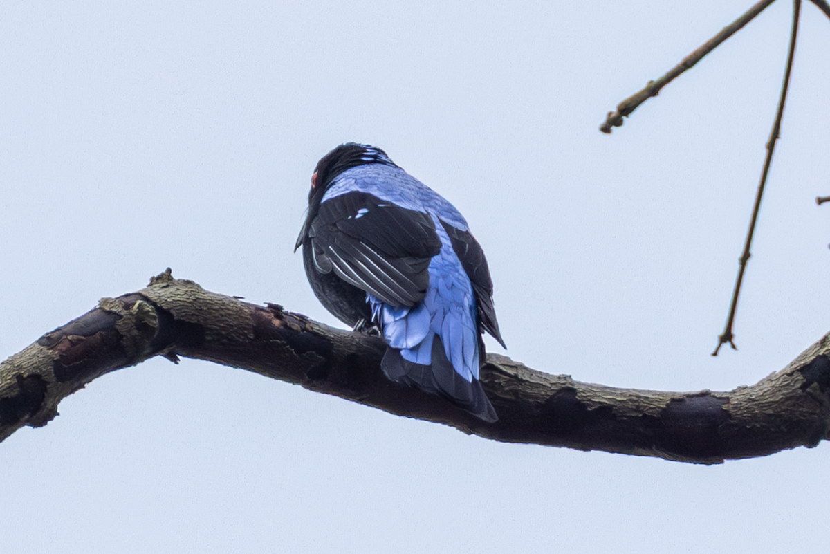 Asian Fairy-bluebird - ML645177709