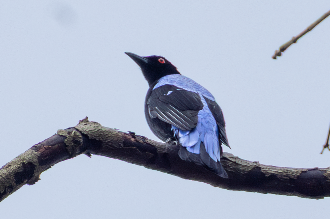 Asian Fairy-bluebird - ML645177710