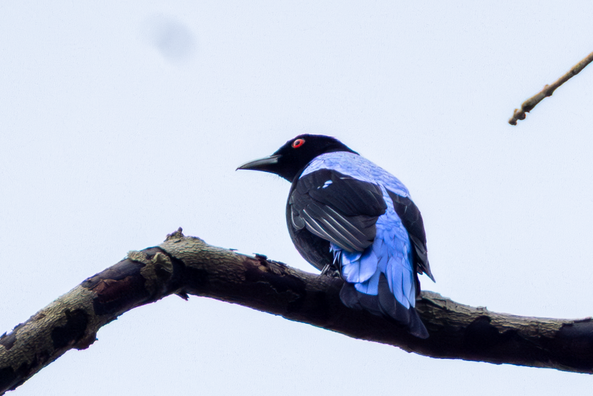 Asian Fairy-bluebird - ML645177711