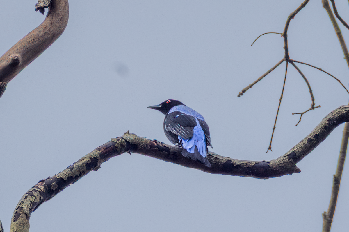 Asian Fairy-bluebird - ML645177712