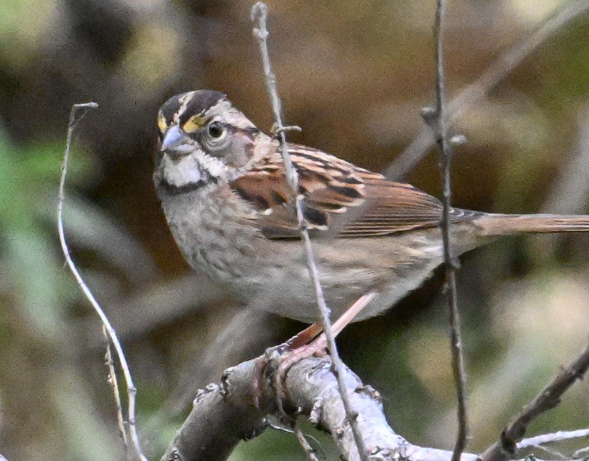 White-throated Sparrow - ML645177721