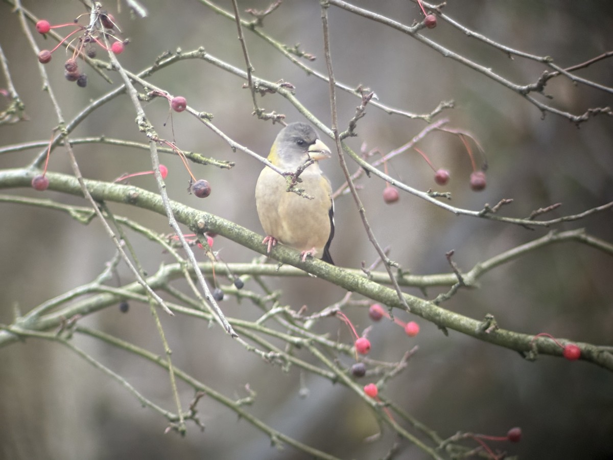 Evening Grosbeak - ML645177722