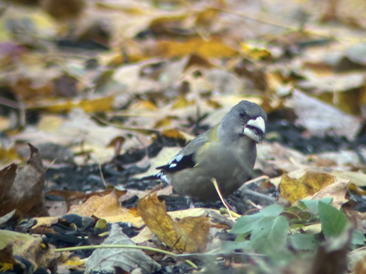 Evening Grosbeak - ML645177723