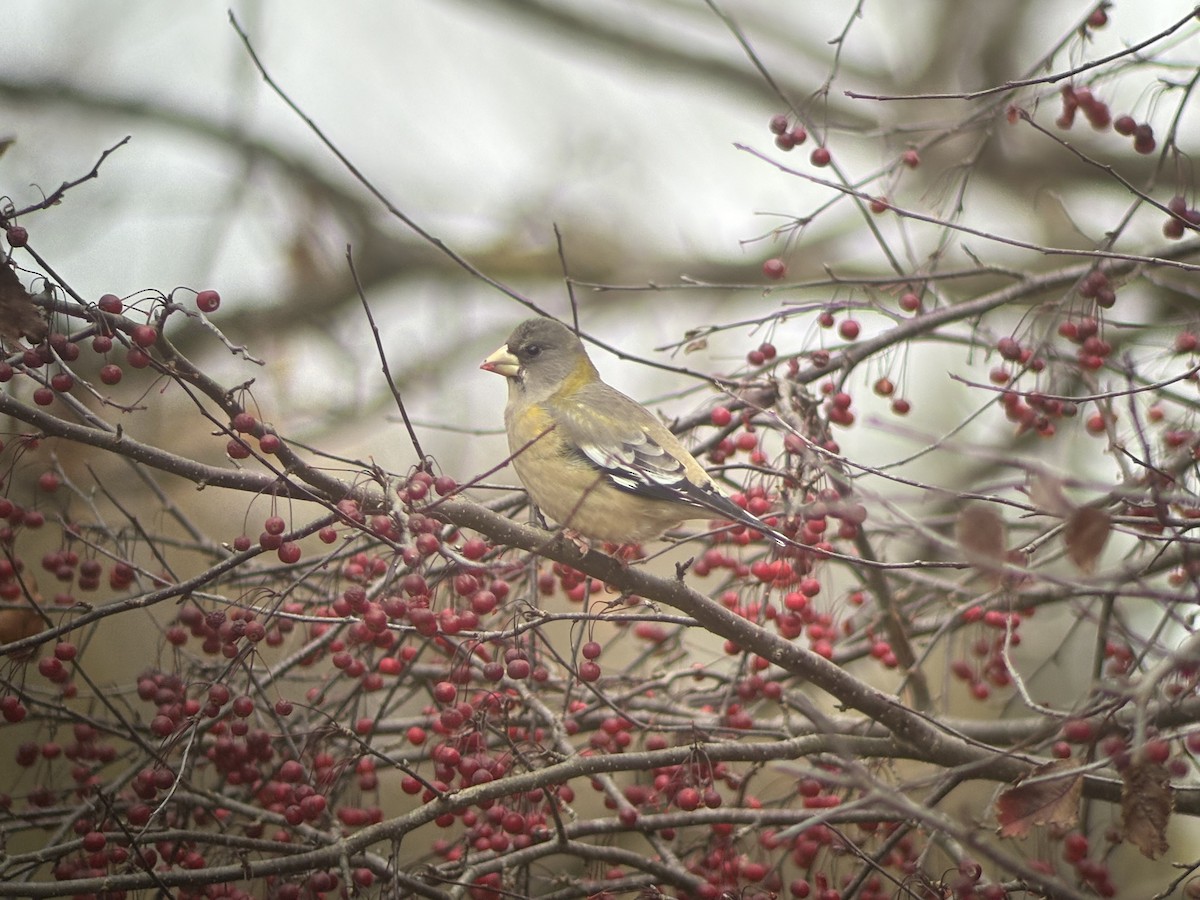 Evening Grosbeak - ML645177724