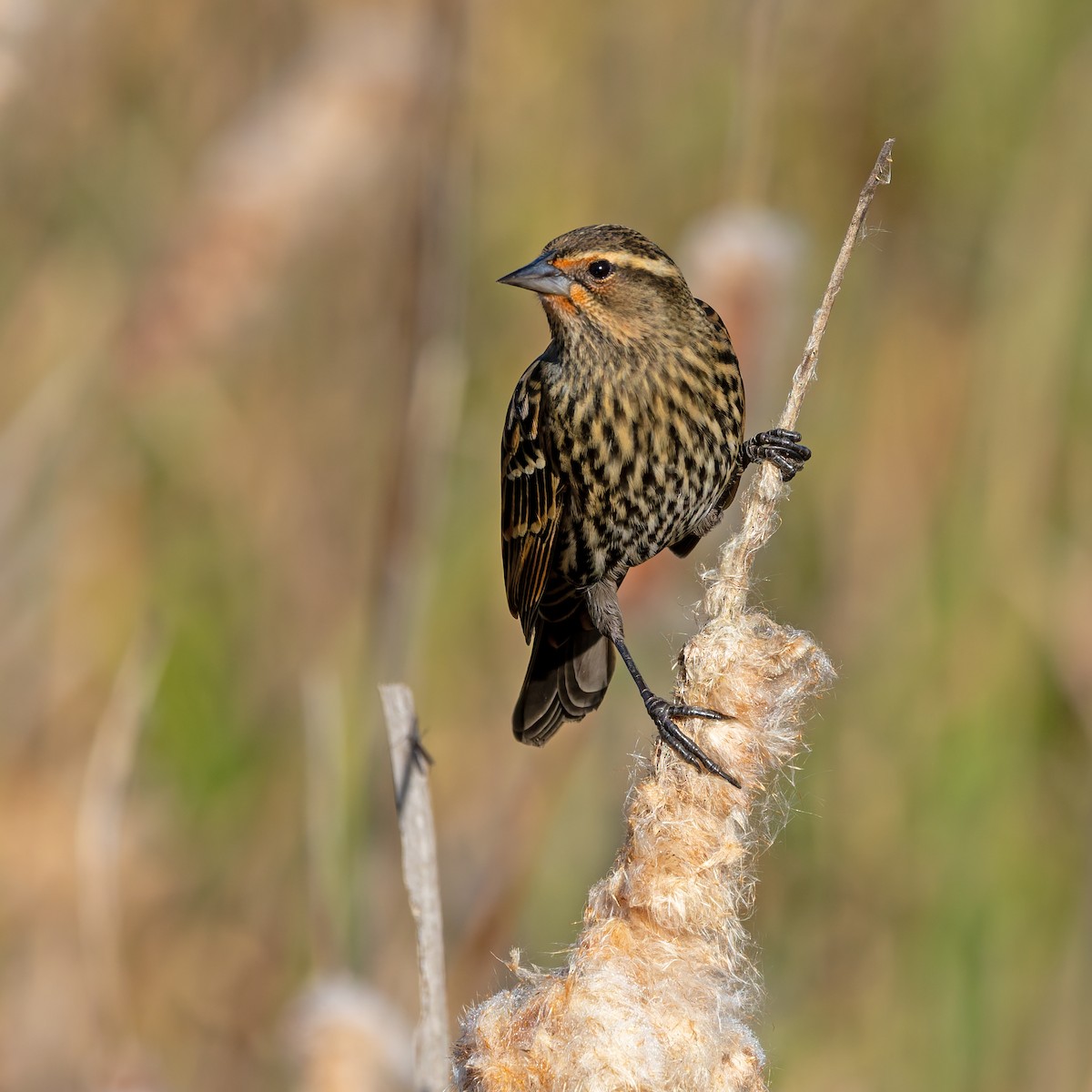 Red-winged Blackbird - ML645177725