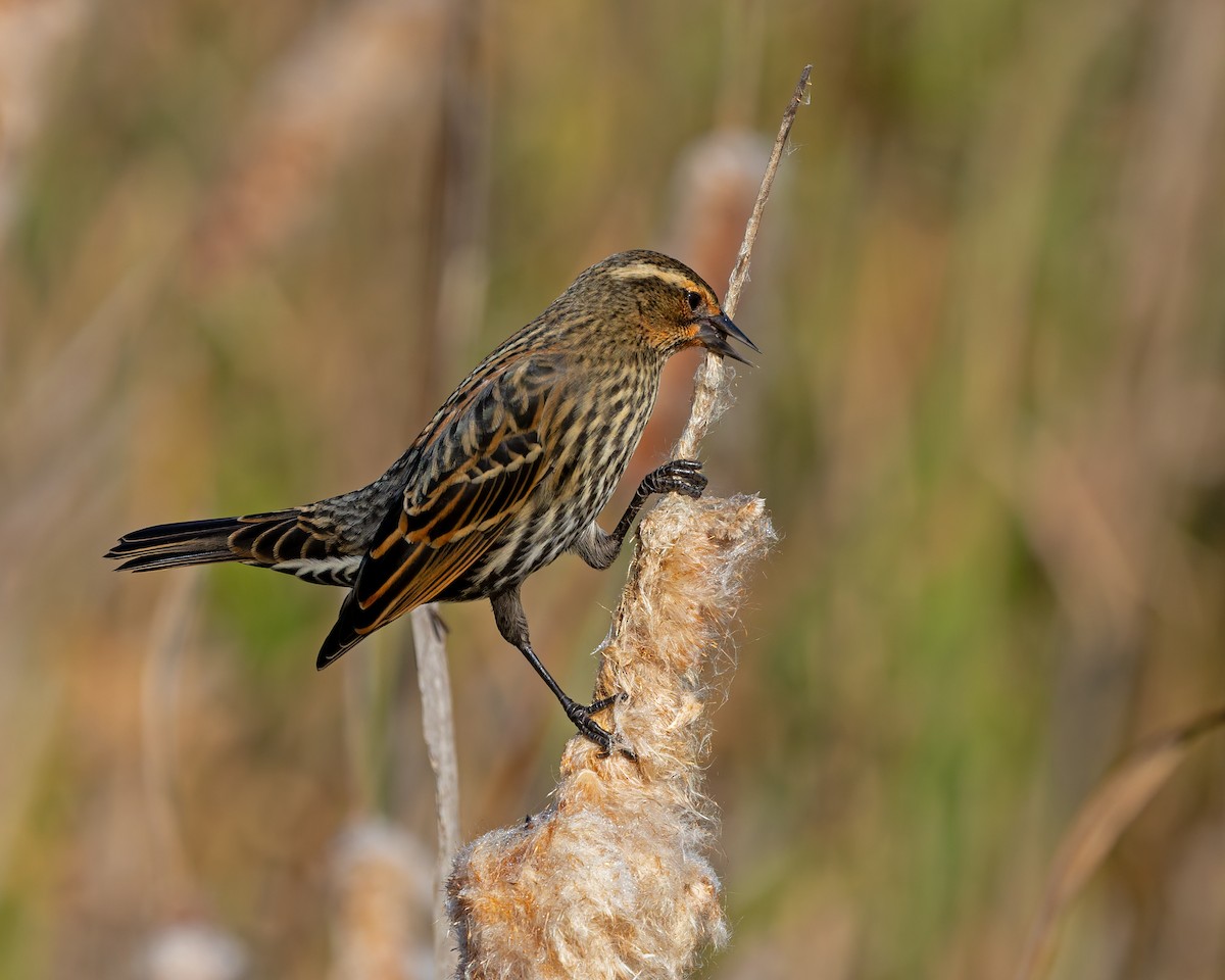 Red-winged Blackbird - ML645177726
