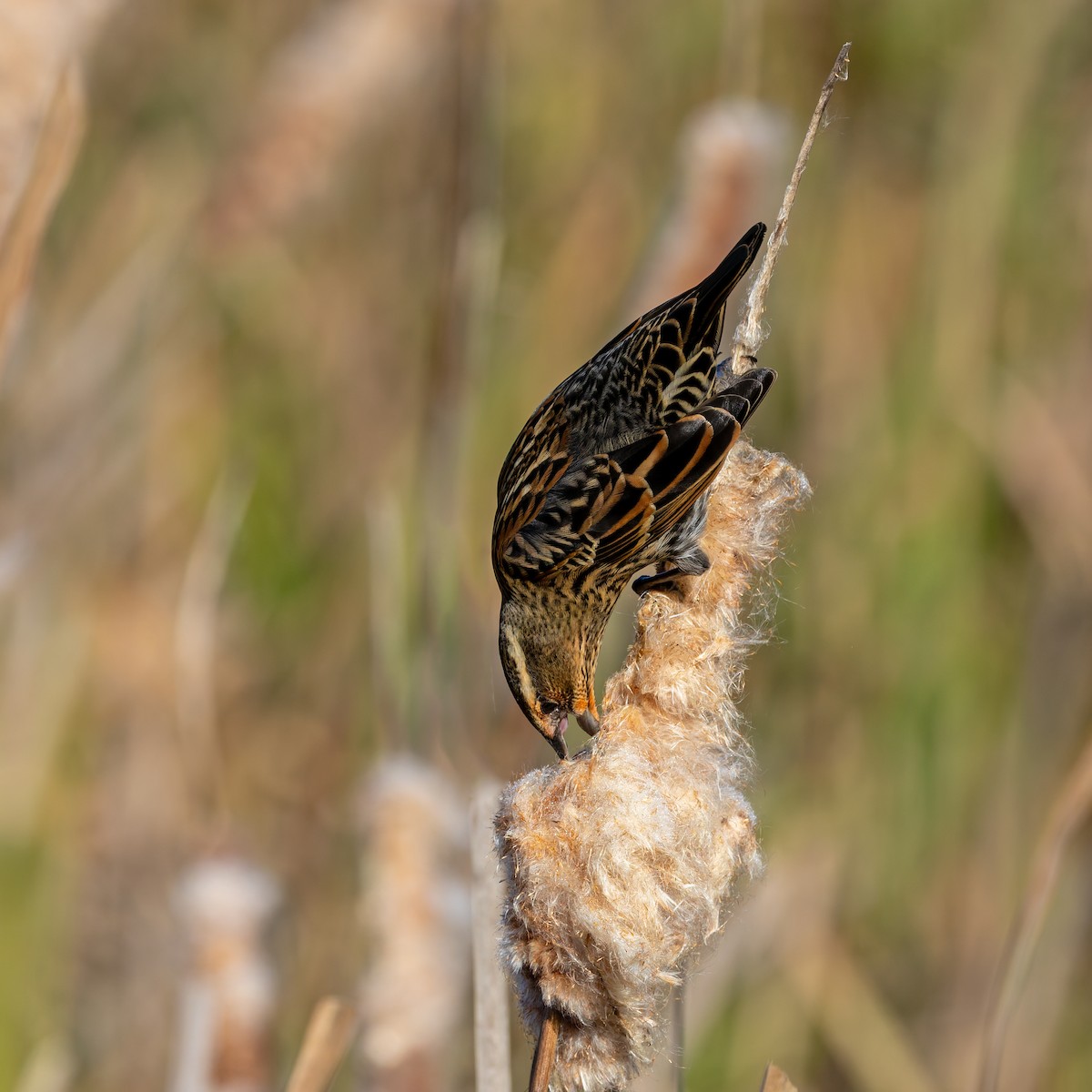 Red-winged Blackbird - ML645177727