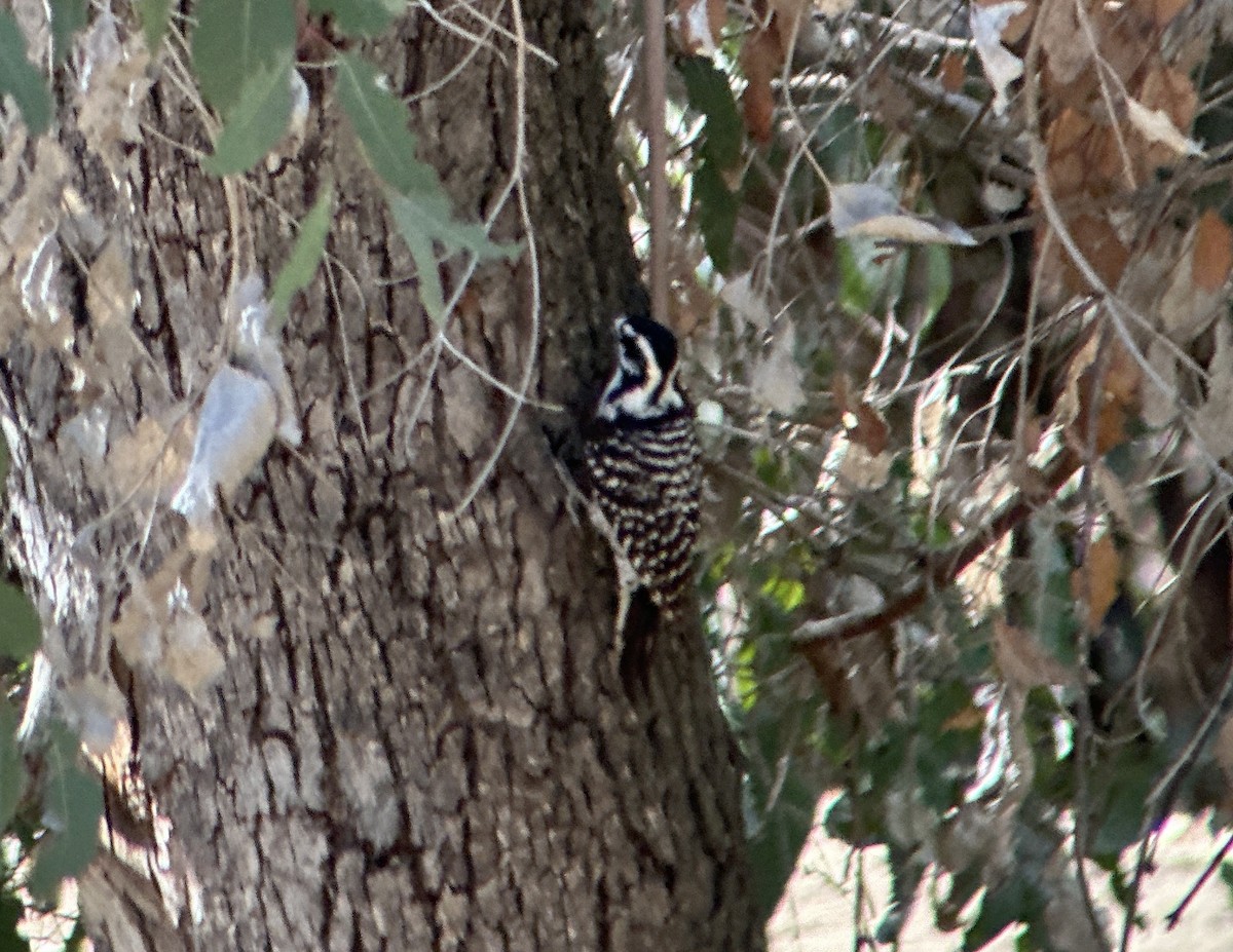 Nuttall's Woodpecker - ML645177730