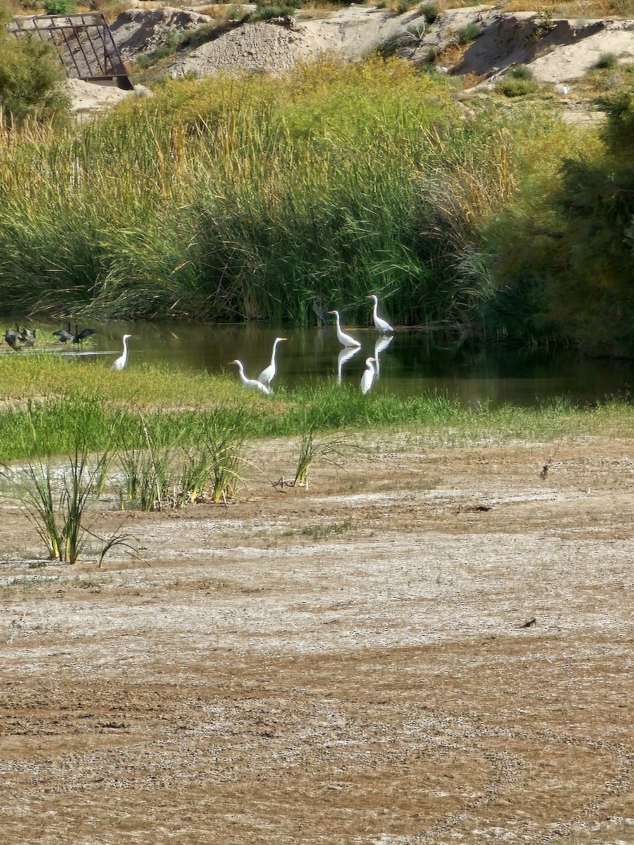 Silberreiher - ML645177746