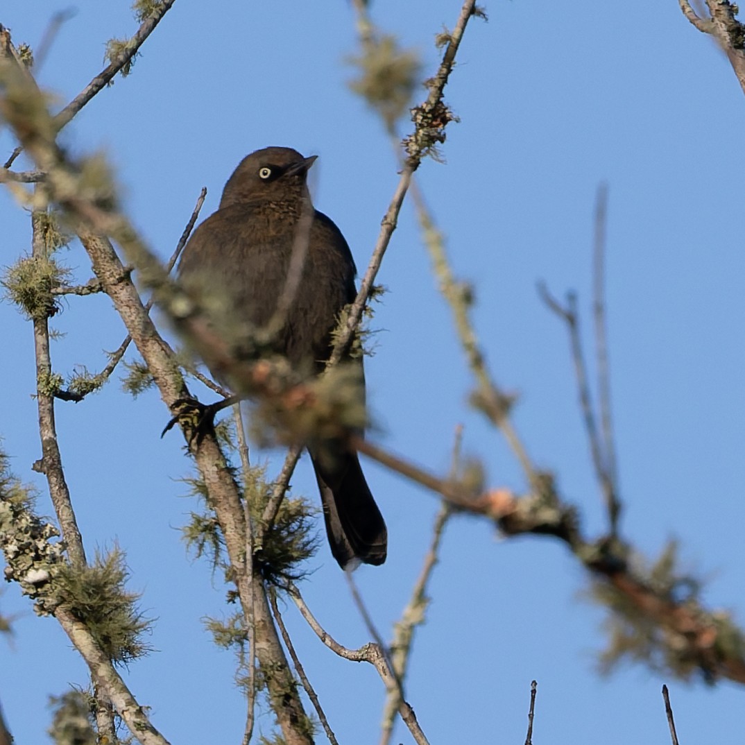 Rusty Blackbird - ML645177747