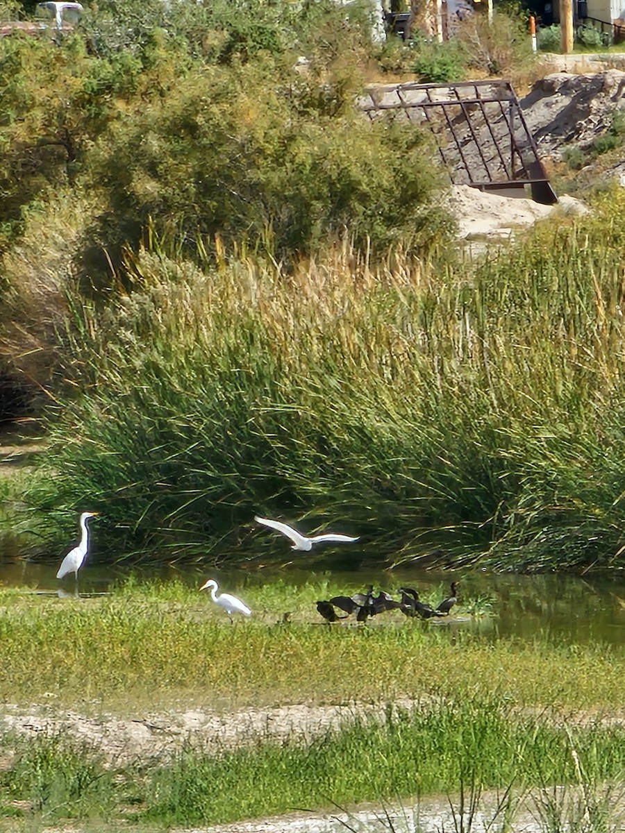 Humboldtscharbe - ML645177749