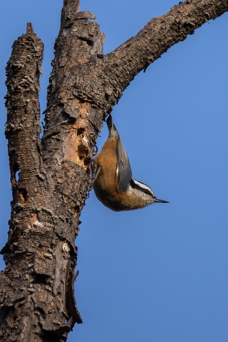 Red-breasted Nuthatch - ML645177751