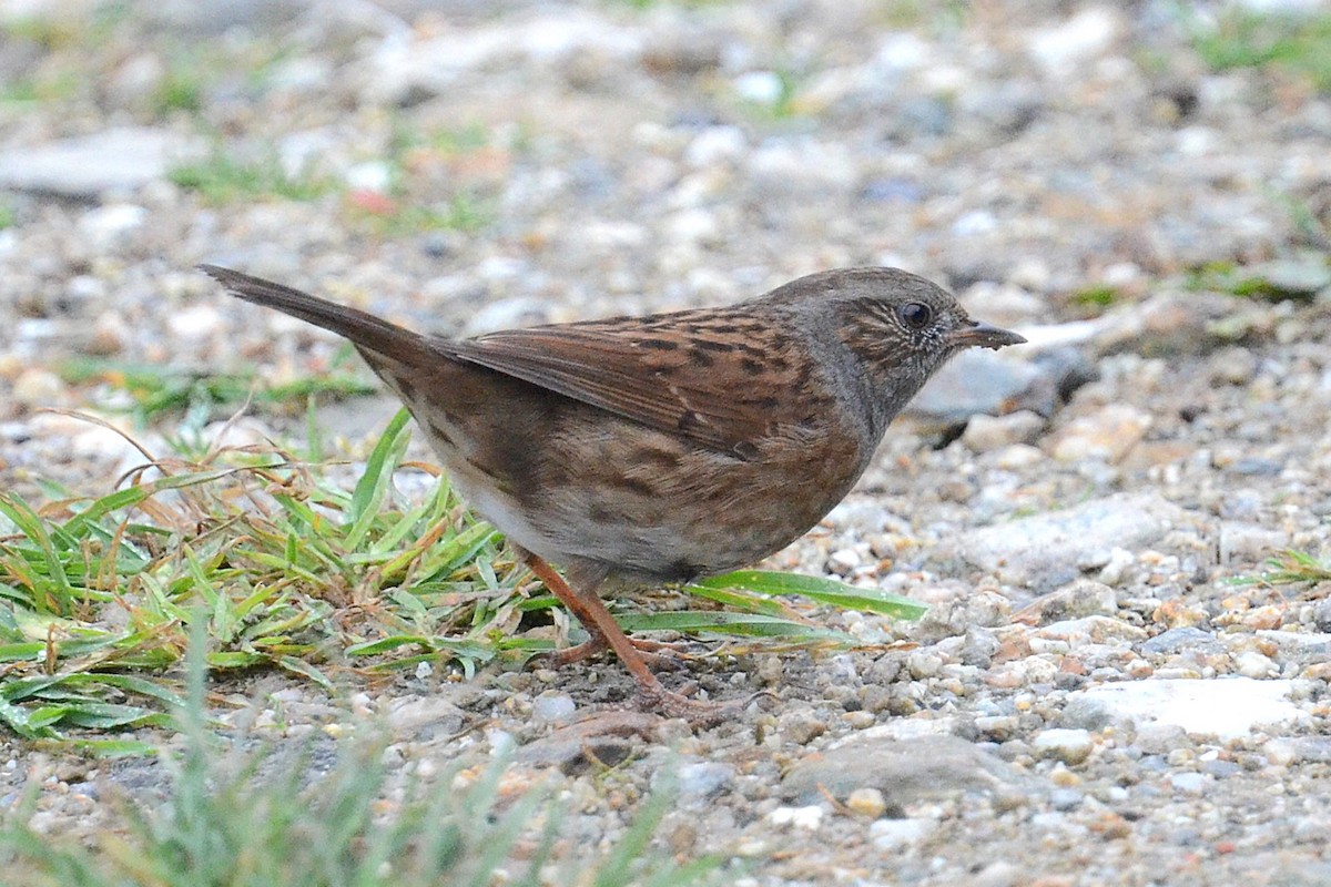 Accenteur mouchet - ML645177752