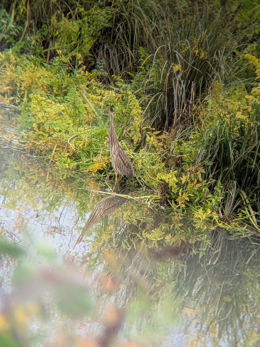 Бугай американський - ML645177756