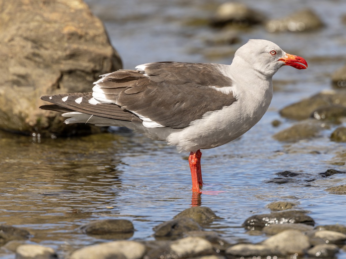 Dolphin Gull - ML645177764
