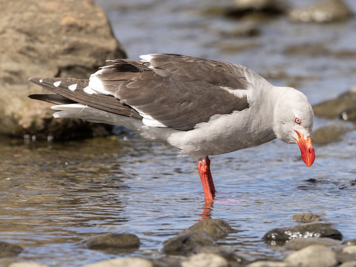 Dolphin Gull - ML645177765
