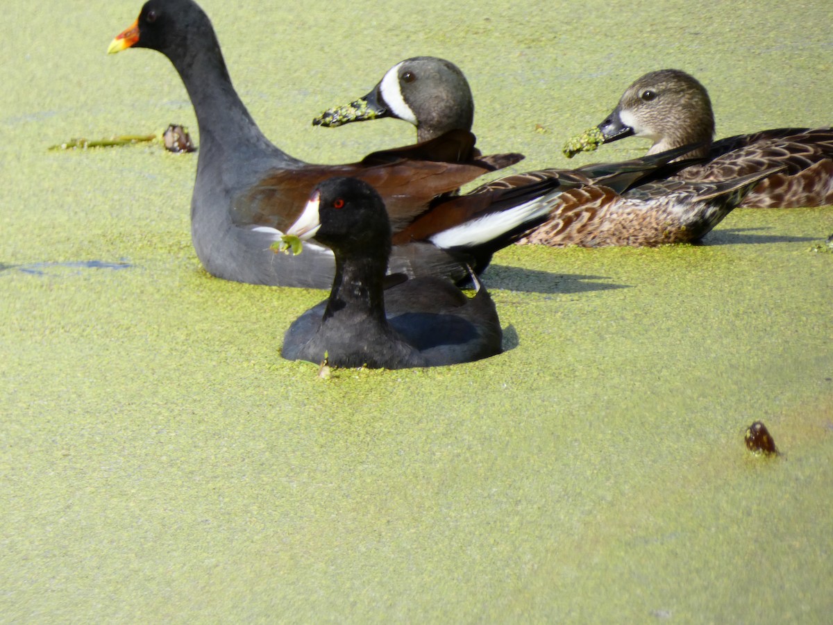 Лиска американська - ML645177770