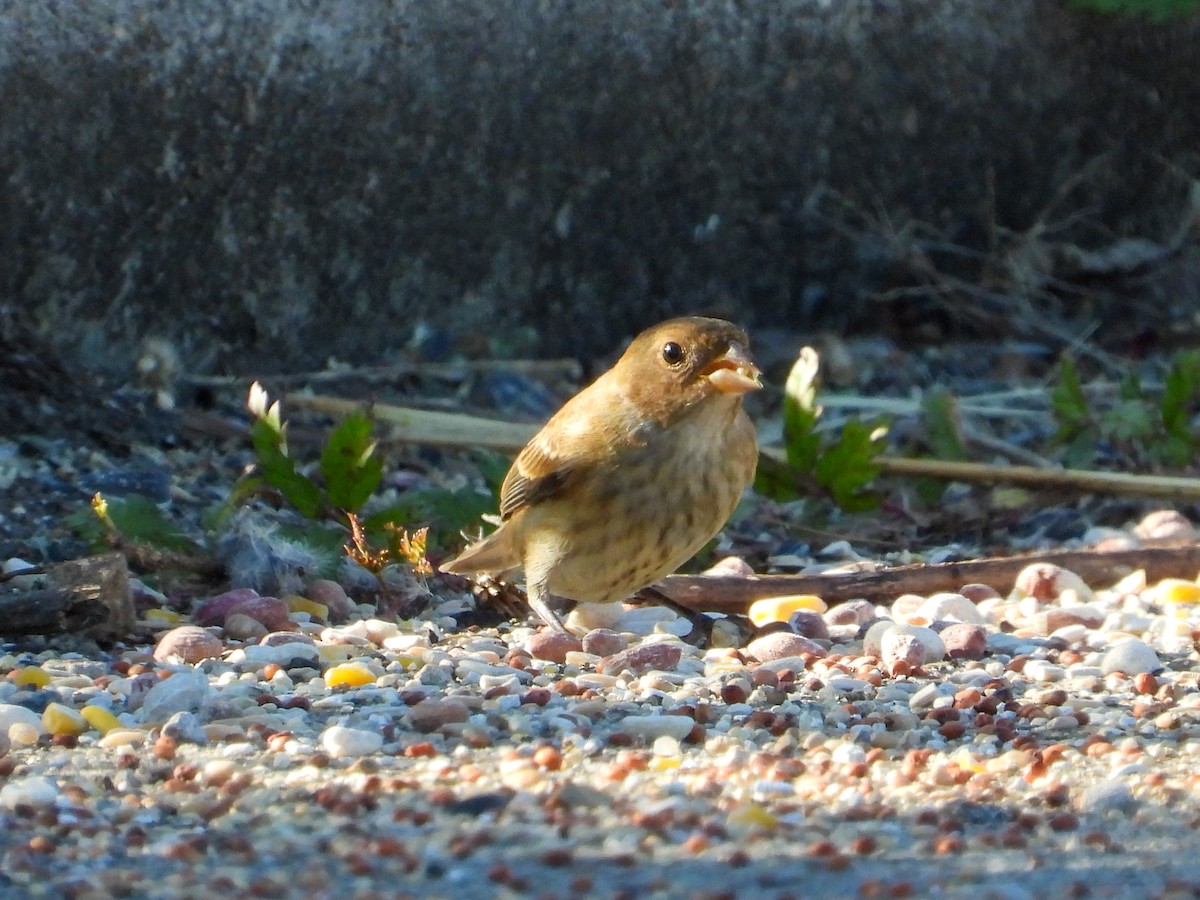 Indigo Bunting - ML645177776