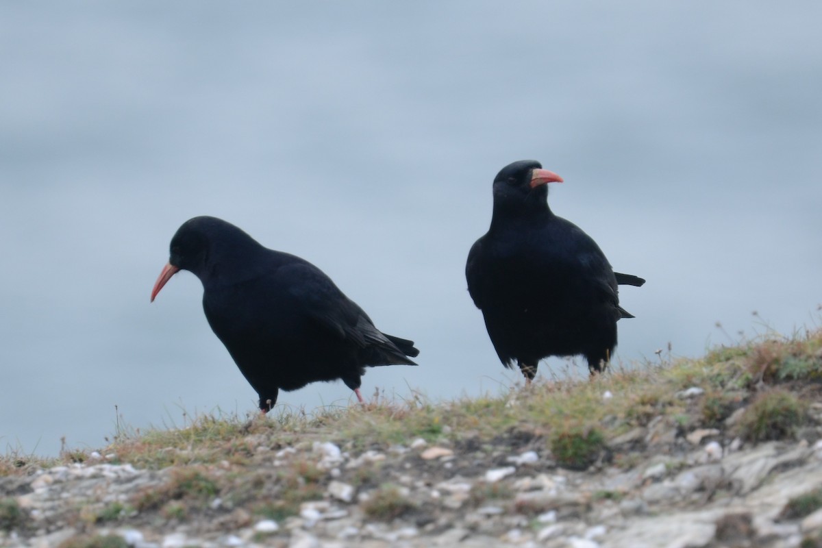 ベニハシガラス（pyrrhocorax グループ） - ML645177778