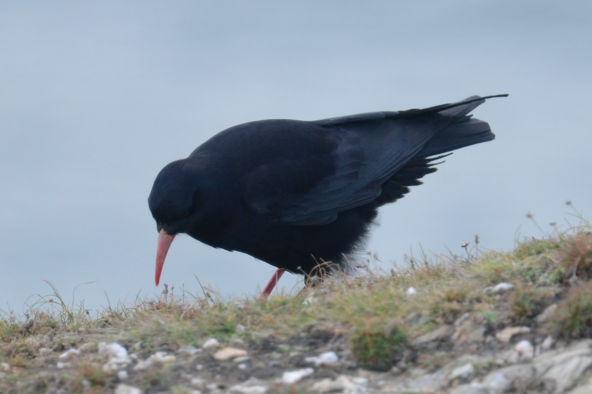 ベニハシガラス（pyrrhocorax グループ） - ML645177779