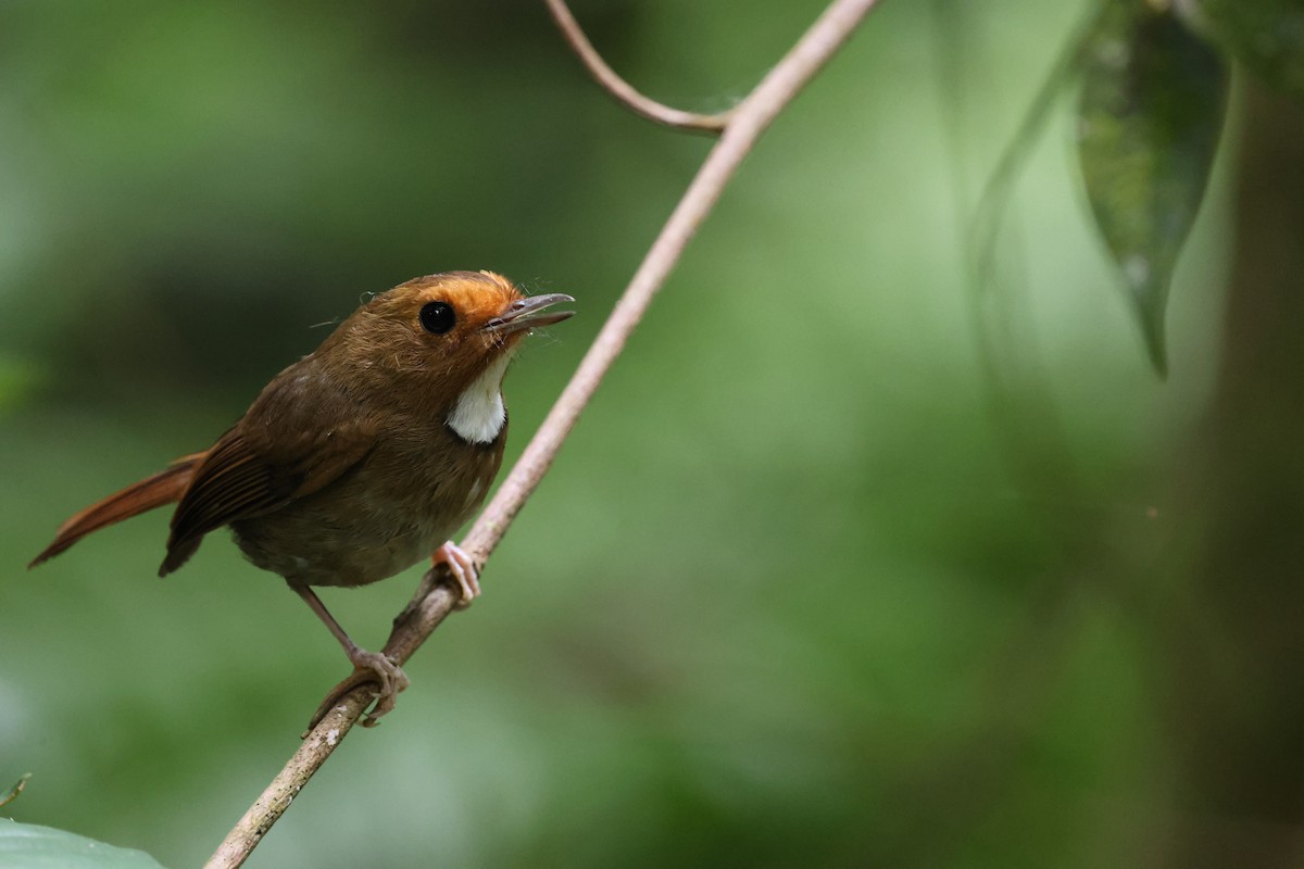 Rufous-browed Flycatcher - ML645177802