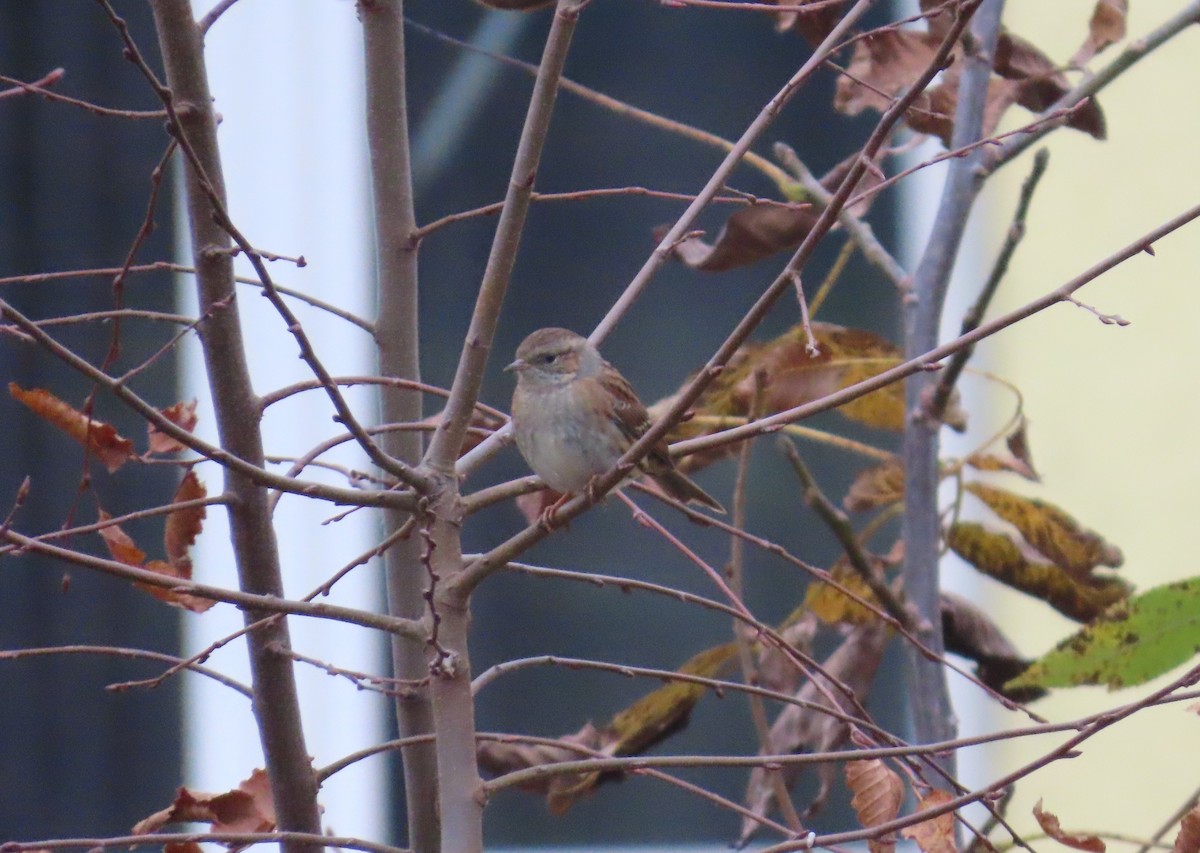 Accenteur mouchet - ML645177806