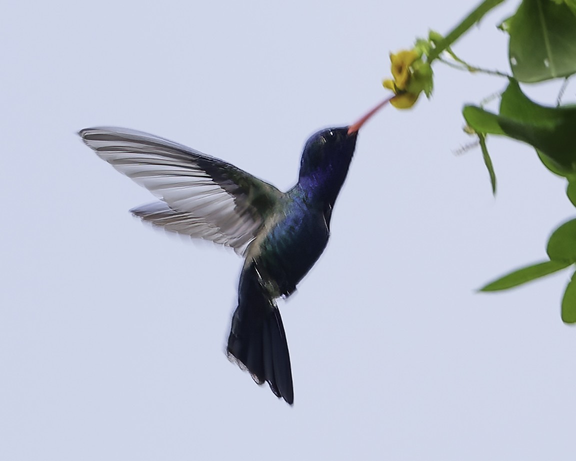 Turquoise-crowned Hummingbird - ML645177813