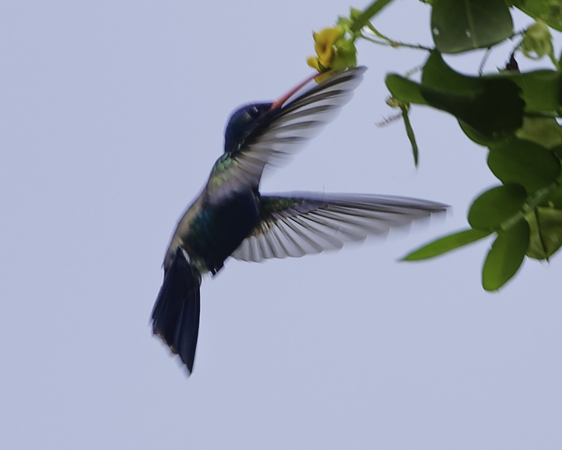 Turquoise-crowned Hummingbird - ML645177814