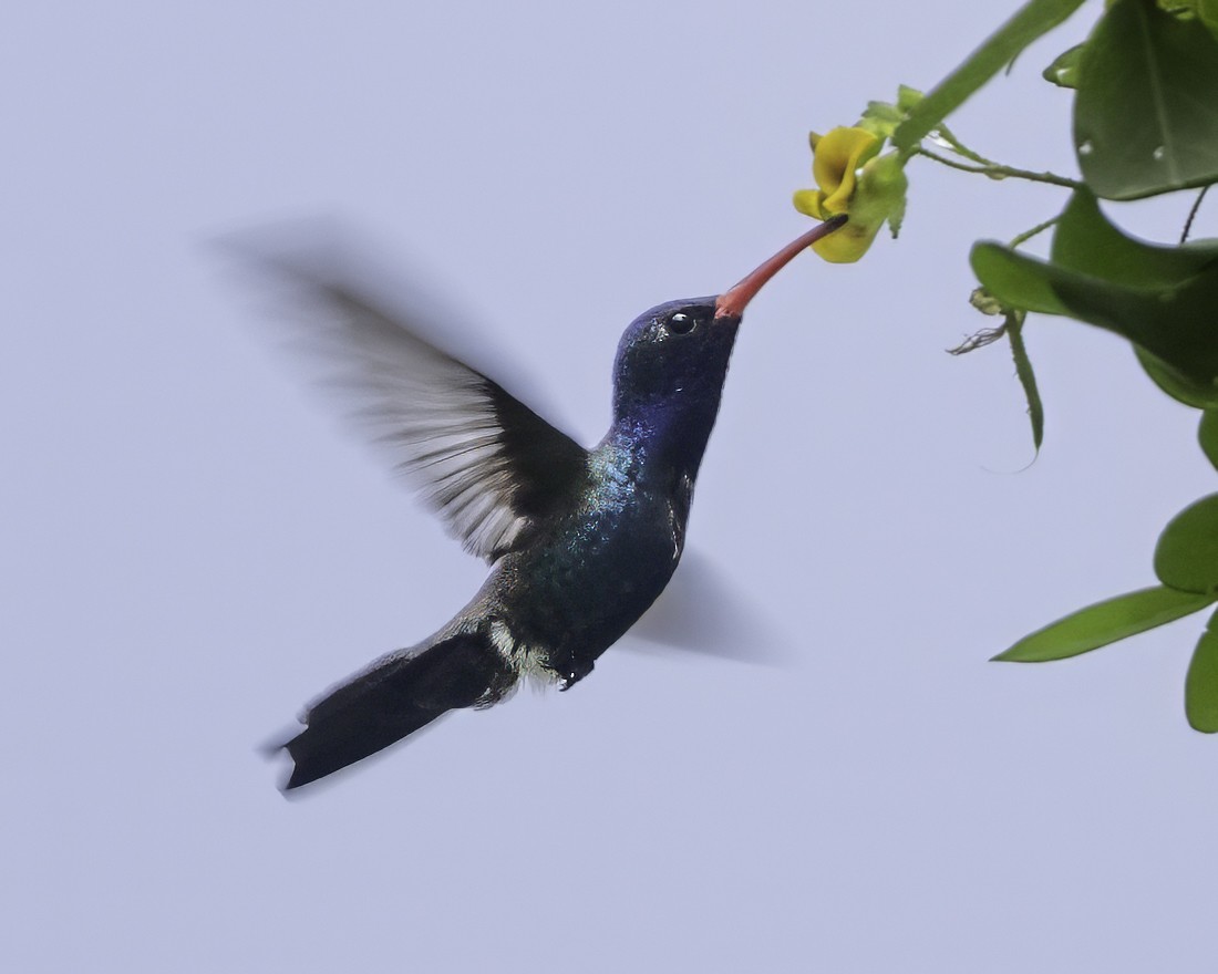 Turquoise-crowned Hummingbird - ML645177815