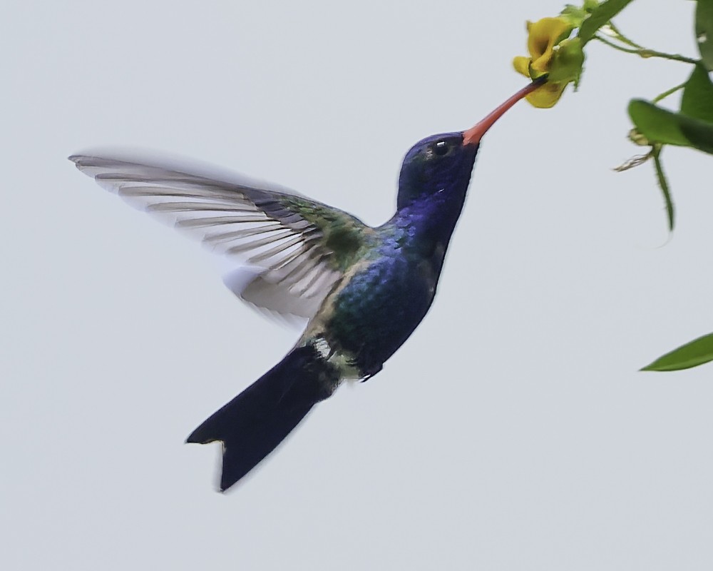 Turquoise-crowned Hummingbird - ML645177816