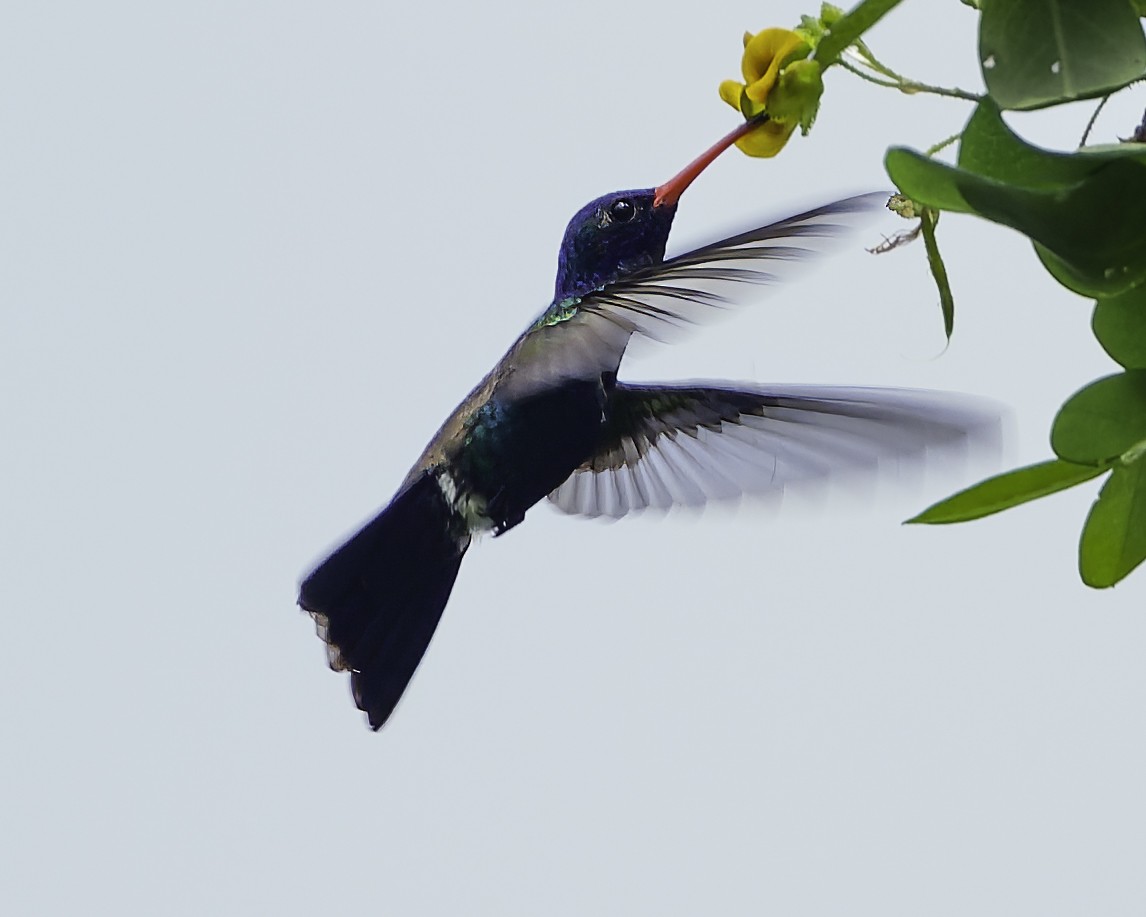 Turquoise-crowned Hummingbird - ML645177817