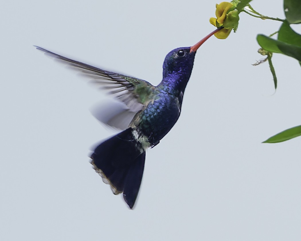 Turquoise-crowned Hummingbird - ML645177818