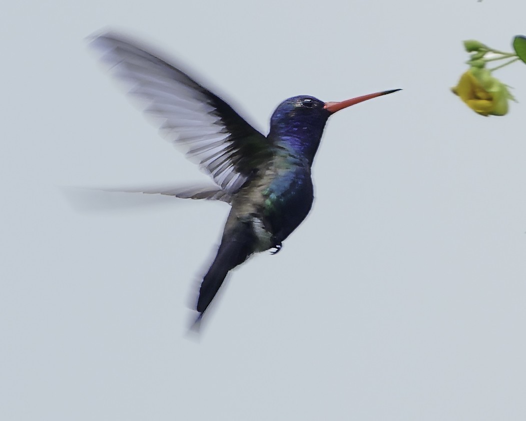 Turquoise-crowned Hummingbird - ML645177819