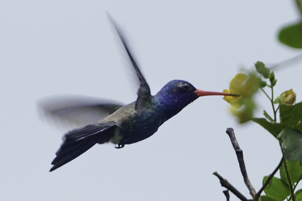 Turquoise-crowned Hummingbird - ML645177820