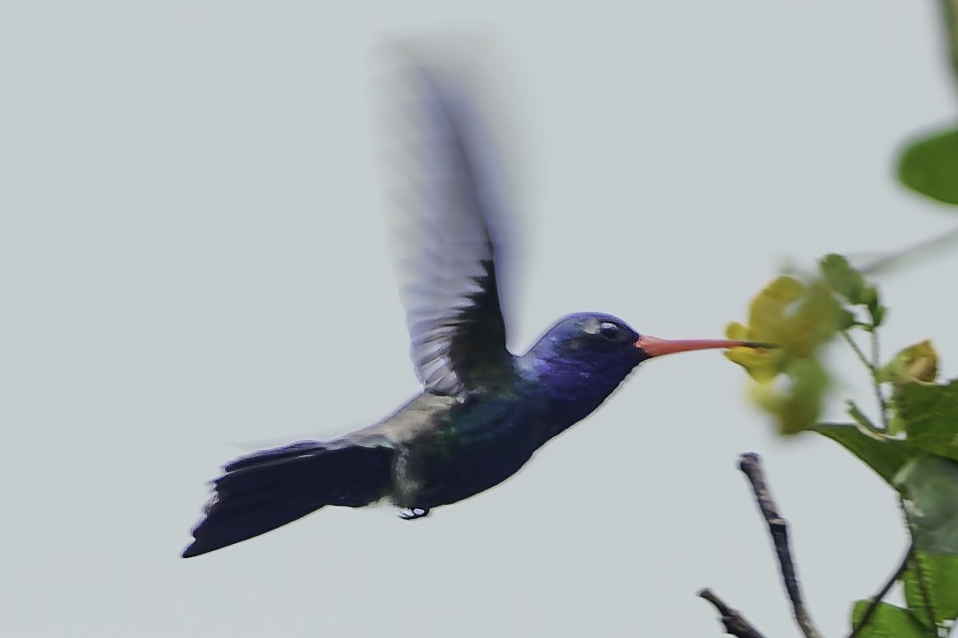 Turquoise-crowned Hummingbird - ML645177821