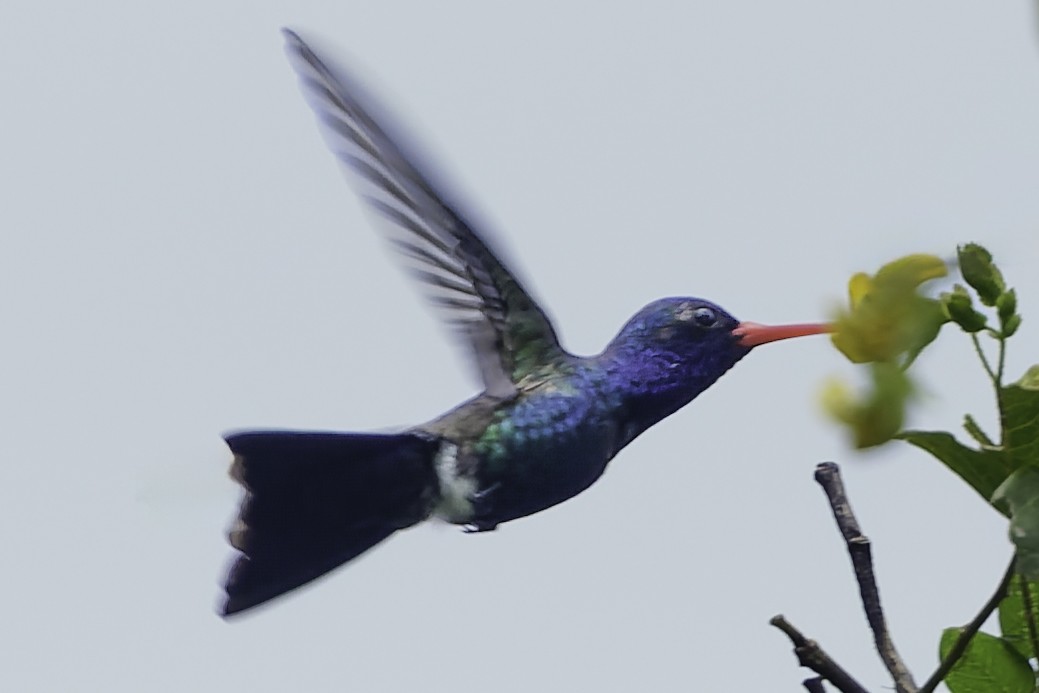 Turquoise-crowned Hummingbird - ML645177822