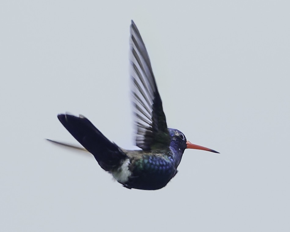 Turquoise-crowned Hummingbird - ML645177823