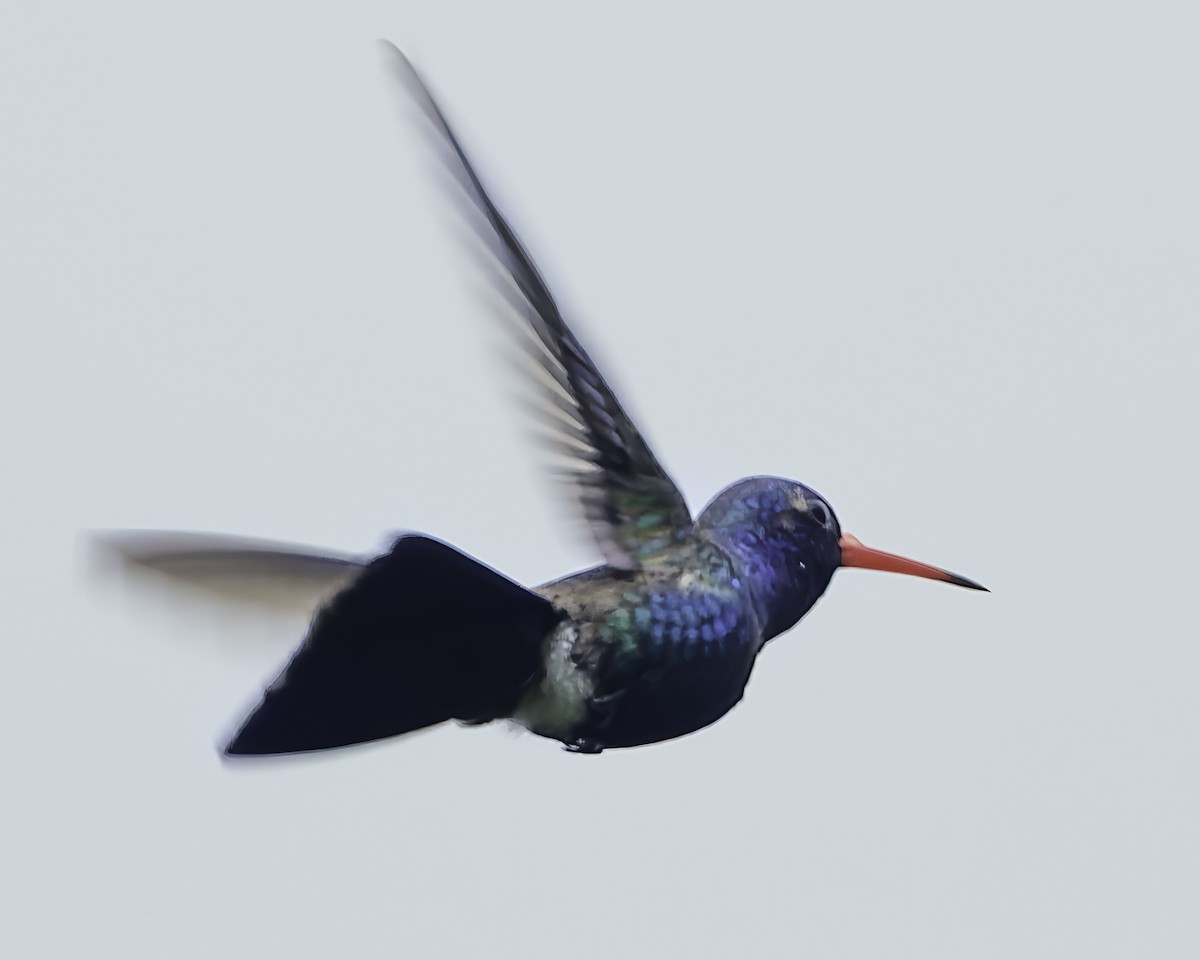 Turquoise-crowned Hummingbird - ML645177824