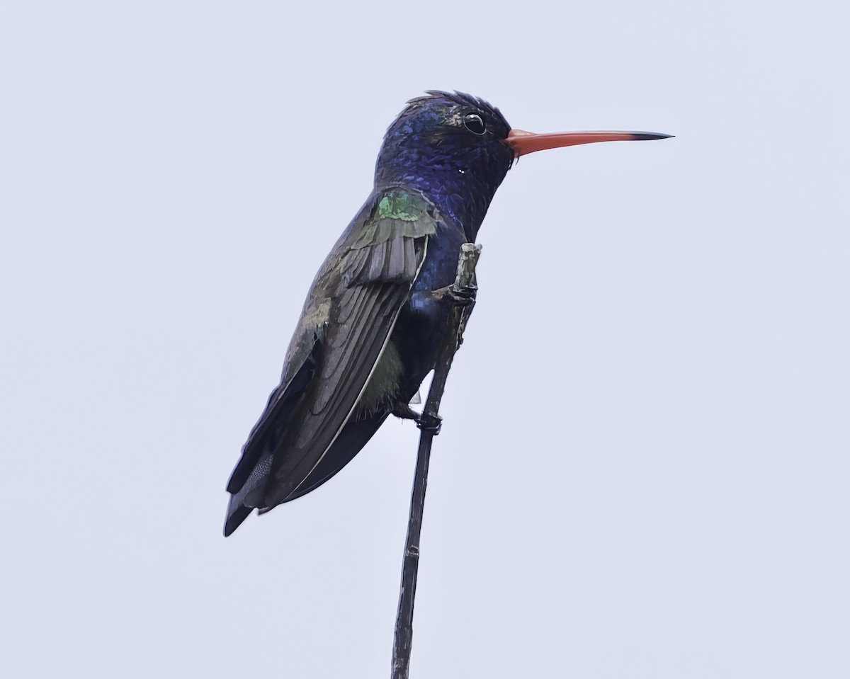 Turquoise-crowned Hummingbird - ML645177825