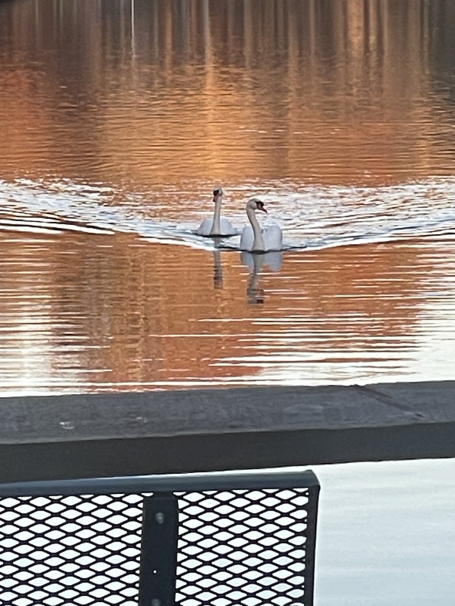 Mute Swan - ML645177827