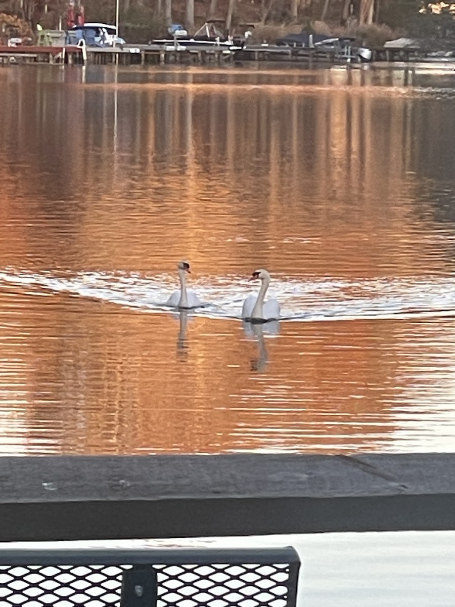 Mute Swan - ML645177828