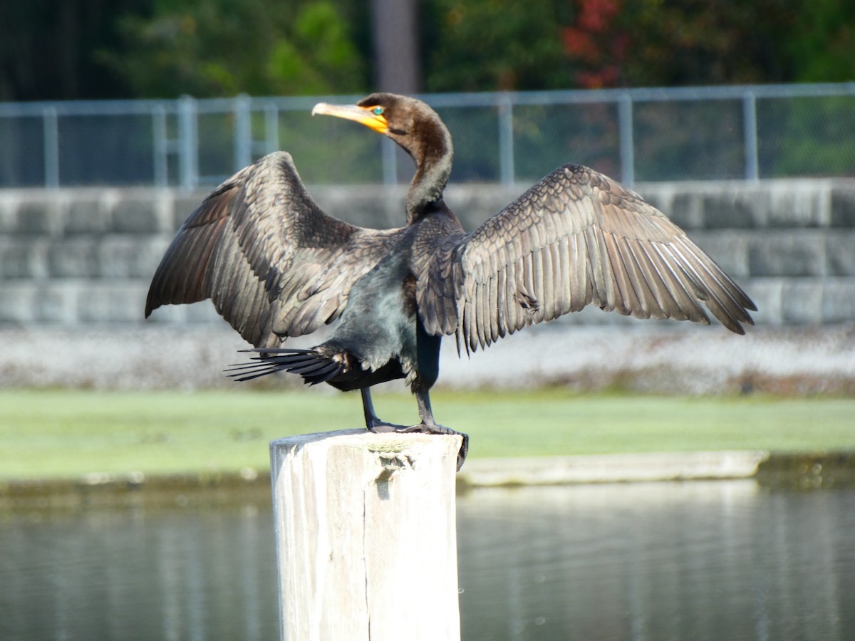 totoppskarv - ML645177829